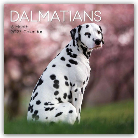 Dalmatians – Dalmatiner 2027 – 16-Monatskalender