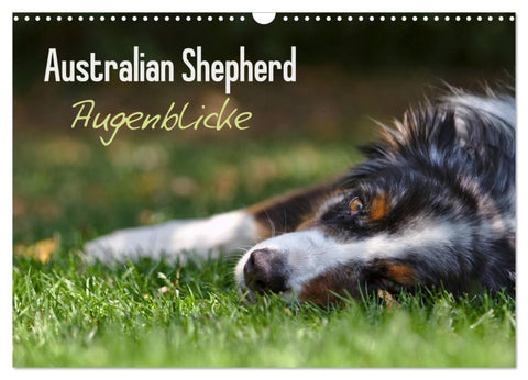 Australian Shepherd - Augenblicke (Wandkalender 2026 DIN A3 quer), CALVENDO Monatskalender