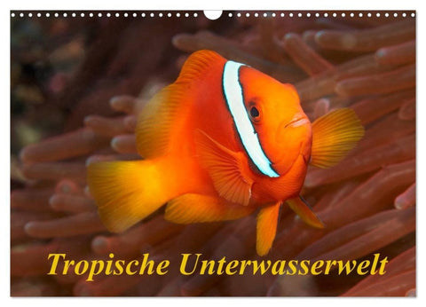 Tropische Unterwasserwelt (Wandkalender 2027 DIN A3 quer), CALVENDO Monatskalender
