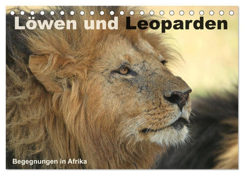 Löwen und Leoparden - Begegnungen in Afrika (Tischkalender 2027 DIN A5 quer), CALVENDO Monatskalender