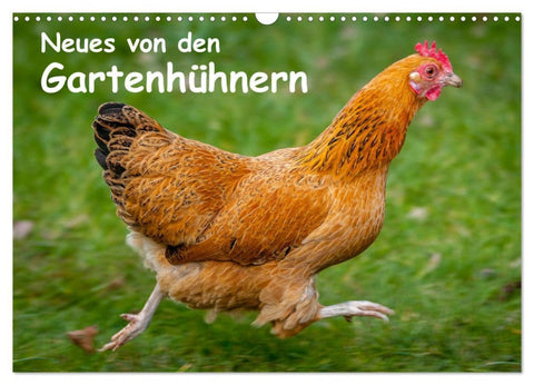 Neues von den Gartenhühnern (Wandkalender 2026 DIN A3 quer), CALVENDO Monatskalender