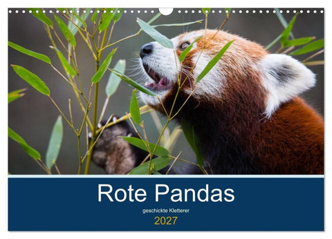 Rote Pandas - geschickte Kletterer (Wandkalender 2027 DIN A3 quer), CALVENDO Monatskalender