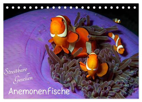 Anemonenfische - Streitbare Gesellen (Tischkalender 2027 DIN A5 quer), CALVENDO Monatskalender