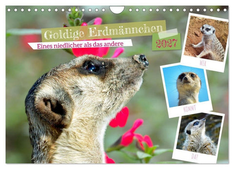 Goldige Erdmännchen (Wandkalender 2027 DIN A4 quer), CALVENDO Monatskalender