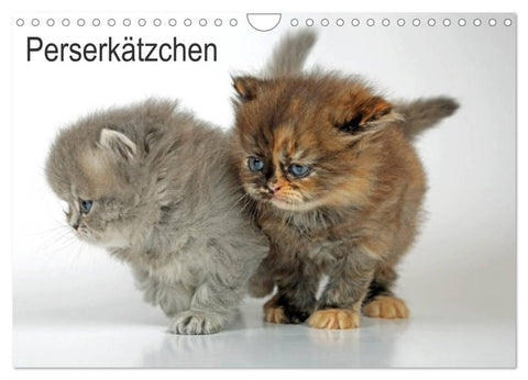 Perserkätzchen (Wandkalender 2027 DIN A4 quer), CALVENDO Monatskalender