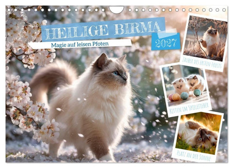 Heilige Birma - Magie auf leisen Pfoten (Wandkalender 2027 DIN A4 quer), CALVENDO Monatskalender