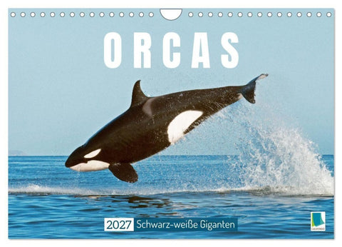 Orcas: Schwarz-weiße Giganten (Wandkalender 2027 DIN A4 quer), CALVENDO Monatskalender
