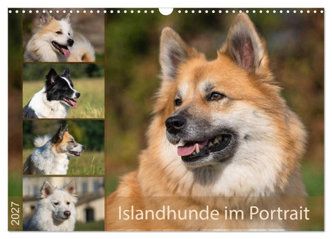 Islandhunde im Portrait (Wandkalender 2027 DIN A3 quer), CALVENDO Monatskalender