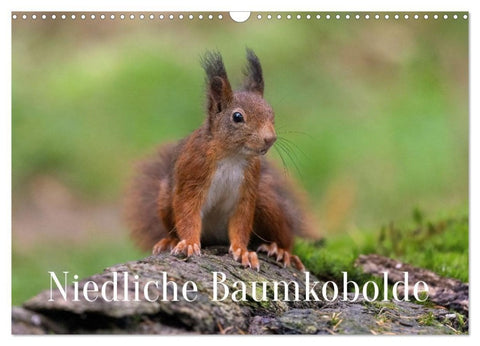 Niedliche Baumkobolde (Wandkalender 2027 DIN A3 quer), CALVENDO Monatskalender