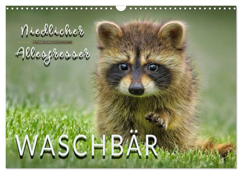 Waschbär - Niedlicher Allesfresser (Wandkalender 2027 DIN A3 quer), CALVENDO Monatskalender