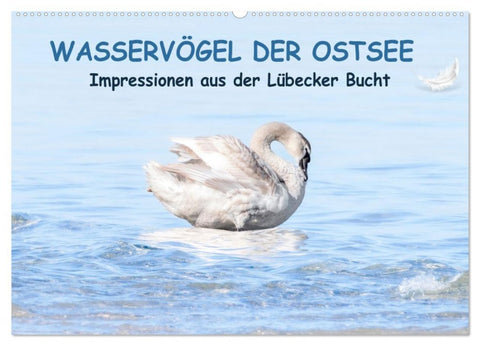 Wasservögel der Ostsee - Impressionen aus der Lübecker Bucht (Wandkalender 2026 DIN A2 quer), CALVENDO Monatskalender