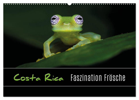 Costa Rica - Faszination Frösche (Wandkalender 2026 DIN A2 quer), CALVENDO Monatskalender