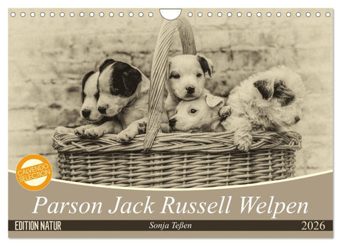 Parson Jack Russel Welpen (Wandkalender 2026 DIN A4 quer), CALVENDO Monatskalender