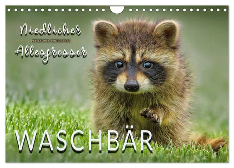 Waschbär - Niedlicher Allesfresser (Wandkalender 2027 DIN A4 quer), CALVENDO Monatskalender
