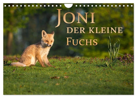 Joni, der kleine Fuchs (Wandkalender 2027 DIN A4 quer), CALVENDO Monatskalender