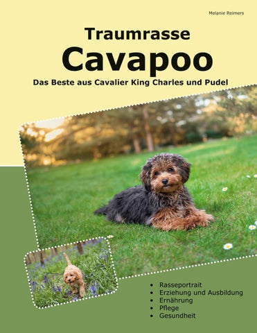 Traumrasse Cavapoo