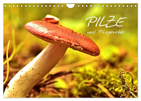 Pilze und Pilzgerichte (Wandkalender 2026 DIN A4 quer), CALVENDO Monatskalender