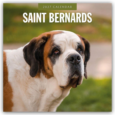 Saint Bernards – Bernhardiner 2027 – 16-Monatskalender