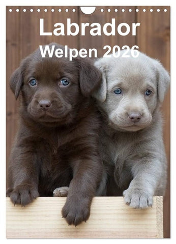 Labrador Welpen (Wandkalender 2026 DIN A4 hoch), CALVENDO Monatskalender