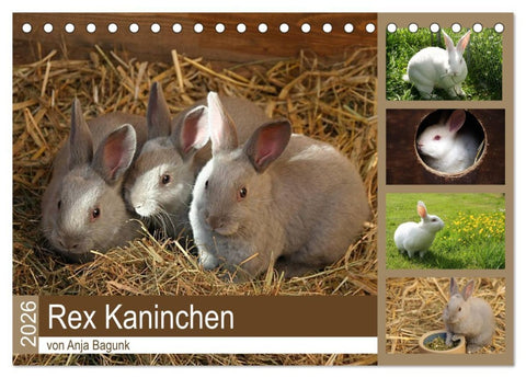 Rex - Kaninchen (Tischkalender 2026 DIN A5 quer), CALVENDO Monatskalender