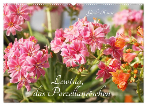 Lewisia, das Porzellanröschen (Wandkalender 2027 DIN A2 quer), CALVENDO Monatskalender