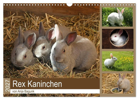 Rex - Kaninchen (Wandkalender 2027 DIN A3 quer), CALVENDO Monatskalender