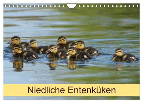 Niedliche Entenküken (Wandkalender 2027 DIN A4 quer), CALVENDO Monatskalender