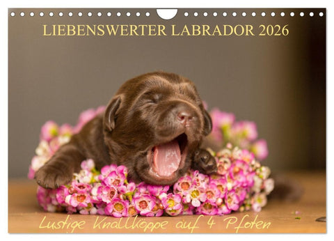 Liebenswerter Labrador 2026 (Wandkalender 2026 DIN A4 quer), CALVENDO Monatskalender