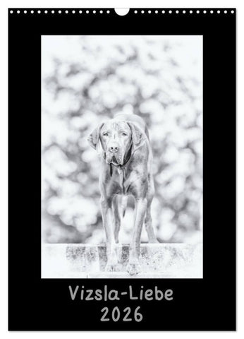 Vizsla-Liebe (Wandkalender 2026 DIN A3 hoch), CALVENDO Monatskalender