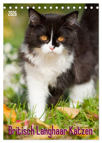 Britisch Langhaar Katzen (Tischkalender 2026 DIN A5 hoch), CALVENDO Monatskalender