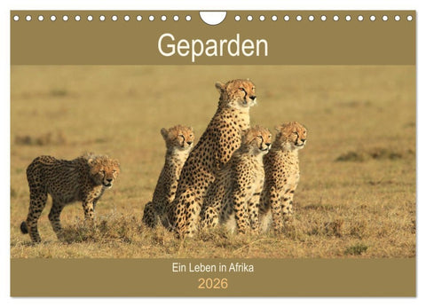 Geparden - Ein Leben in Afrika (Wandkalender 2026 DIN A4 quer), CALVENDO Monatskalender