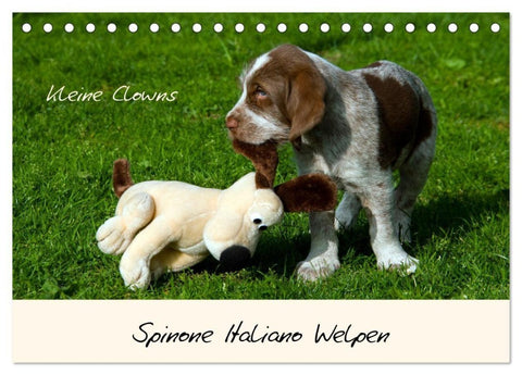 Spinone Italiano Welpen - Kleine Clowns (Tischkalender 2027 DIN A5 quer), CALVENDO Monatskalender