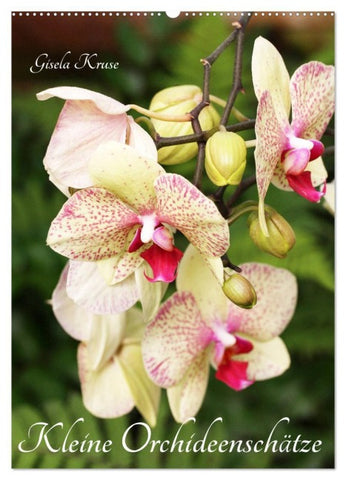 Kleine Orchideenschätze (Wandkalender 2027 DIN A2 hoch), CALVENDO Monatskalender