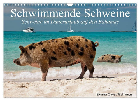 Schwimmende Schweine (Wandkalender 2027 DIN A3 quer), CALVENDO Monatskalender