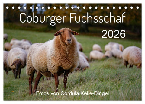 Coburger Fuchsschaf (Tischkalender 2026 DIN A5 quer), CALVENDO Monatskalender