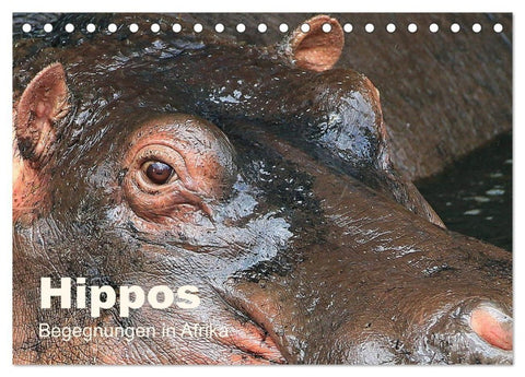 Hippos - Begegnungen in Afrika (Tischkalender 2027 DIN A5 quer), CALVENDO Monatskalender