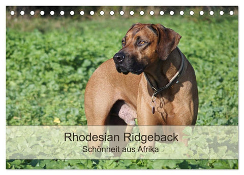 Rhodesian Ridgeback Schönheit aus Afrika (Tischkalender 2027 DIN A5 quer), CALVENDO Monatskalender