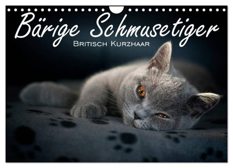 Bärige Schmusetiger - Britisch Kurzhaar (Wandkalender 2026 DIN A4 quer), CALVENDO Monatskalender