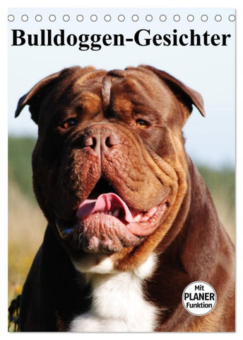 Bulldoggen-Gesichter (Tischkalender 2026 DIN A5 hoch), CALVENDO Monatskalender