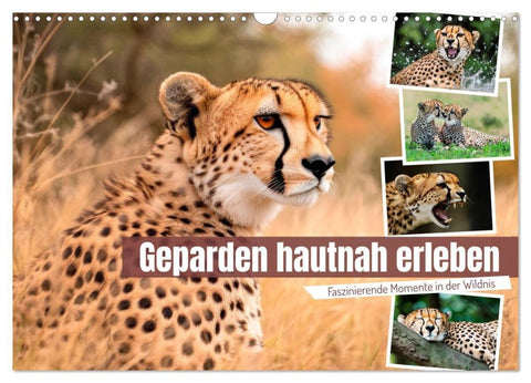 Geparden hautnah erleben (Wandkalender 2027 DIN A3 quer), CALVENDO Monatskalender