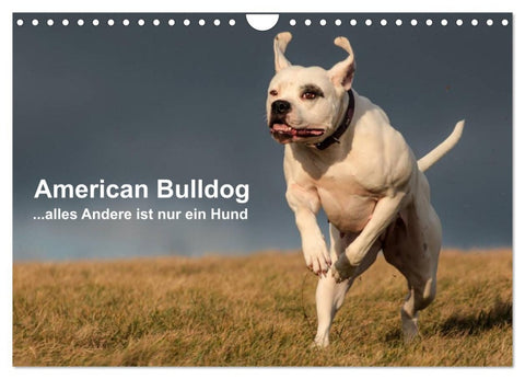 American Bulldog - alles Andere ist nur ein Hund (Wandkalender 2026 DIN A4 quer), CALVENDO Monatskalender