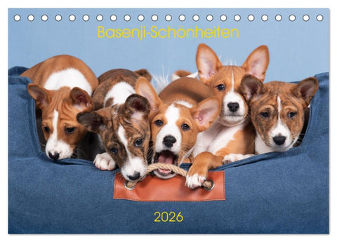 Basenji-Schönheiten (Tischkalender 2026 DIN A5 quer), CALVENDO Monatskalender