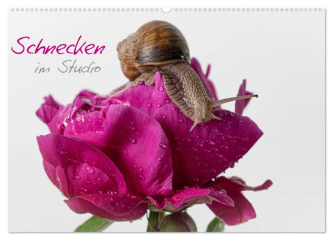 Schnecken im Studio (Wandkalender 2026 DIN A2 quer), CALVENDO Monatskalender