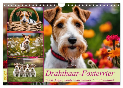 Drahthaar-Foxterrier (Wandkalender 2027 DIN A4 quer), CALVENDO Monatskalender
