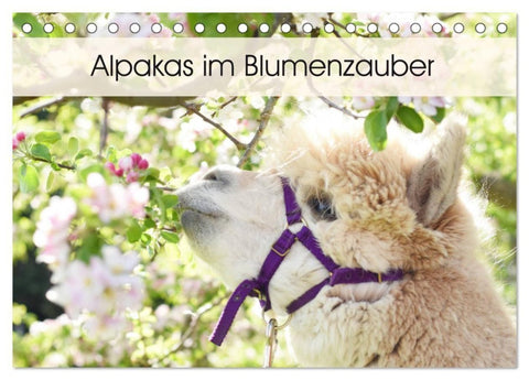 Alpakas im Blumenzauber (Tischkalender 2027 DIN A5 quer), CALVENDO Monatskalender