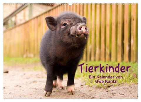 Tierkinder (Wandkalender 2026 DIN A2 quer), CALVENDO Monatskalender
