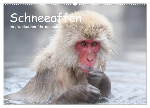 Schneeaffen im Jigokudani Nationalpark (Wandkalender 2027 DIN A2 quer), CALVENDO Monatskalender
