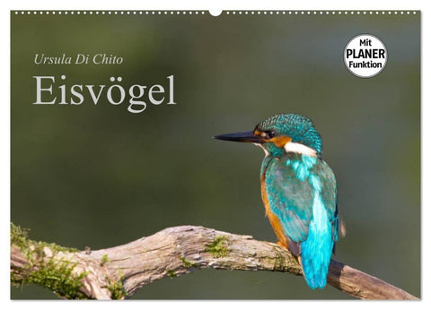 Eisvögel (Wandkalender 2026 DIN A2 quer), CALVENDO Monatskalender