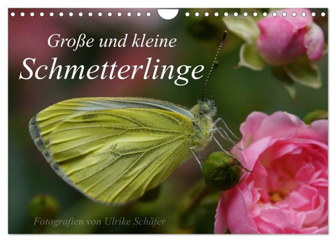 Große und kleine Schmetterlinge (Wandkalender 2027 DIN A4 quer), CALVENDO Monatskalender