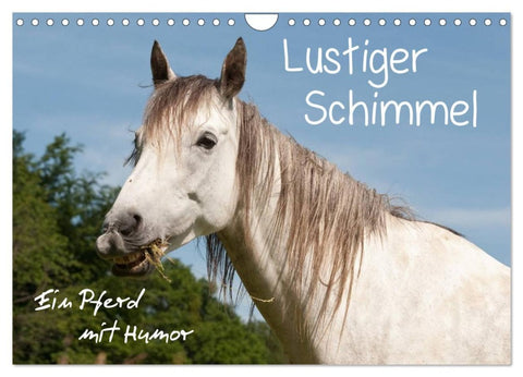 Lustiger Schimmel - ein Pferd mit Humor (Wandkalender 2026 DIN A4 quer), CALVENDO Monatskalender